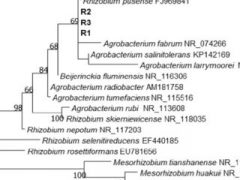 Phylogenetic-tree-of-the-16S-ARNr-sequences-gene-of-the-strains-R1-R2-and-R3-generated_Q320