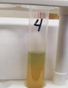 TarynGibbsRevitalization-1