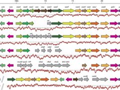 jksf06-strucure-gene-cluster